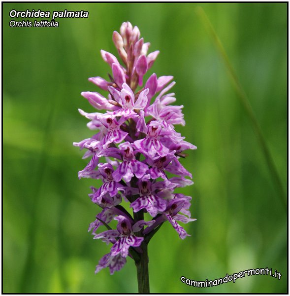 Orchidea palmata -2-.jpg